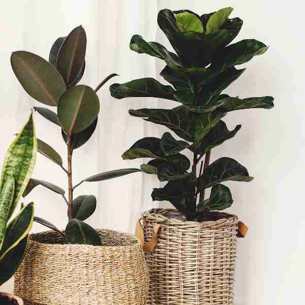 fiddle leaf fig