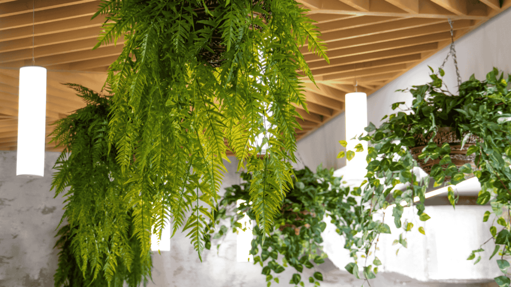 hanging plants