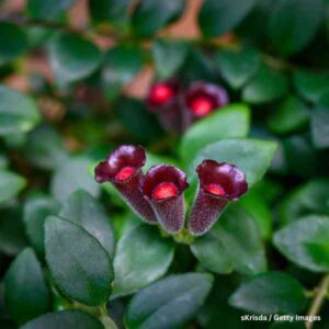 lipstick plant 