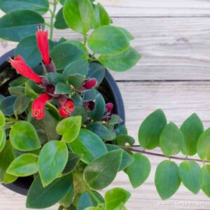 lipstick plant 