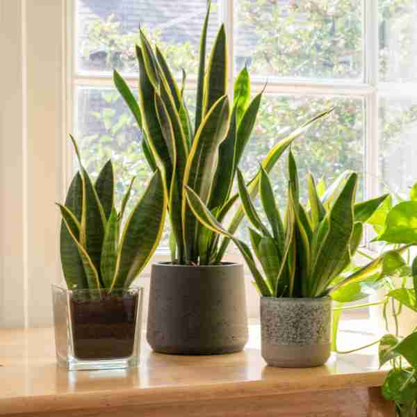 snake plant