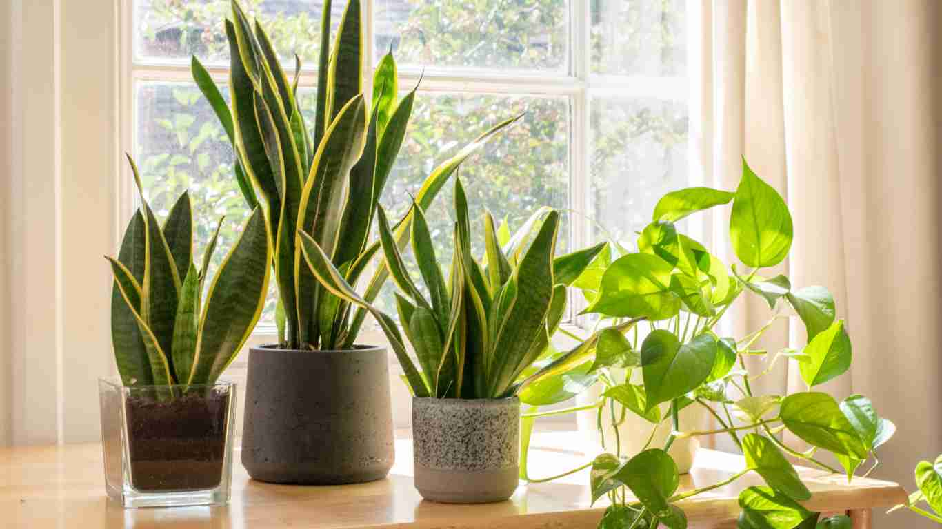 snake plant